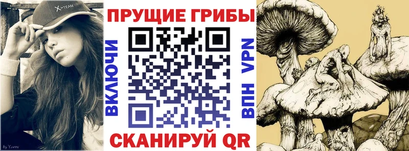 Галлюциногенные грибы Psilocybe  где можно купить   Усть-Лабинск 